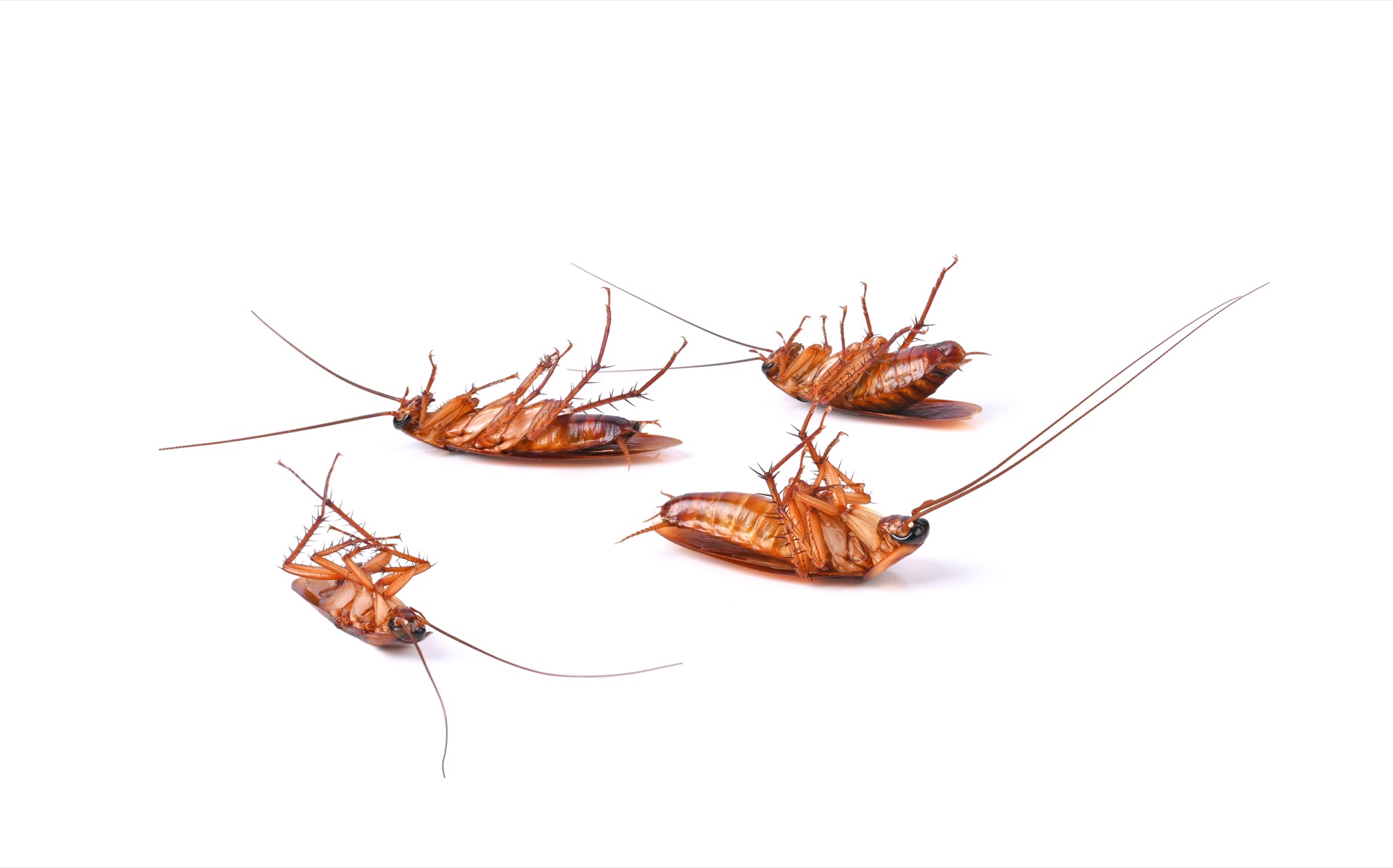 Pantry Moths In The Kitchen: Find The Package, Stop The Cycle